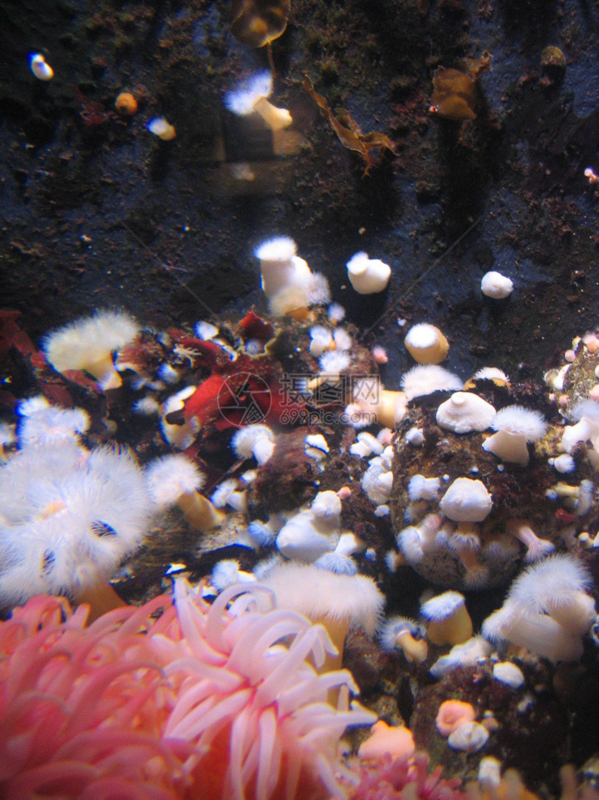 水族馆鳗鱼鲈鱼红色反射展示玻璃螃蟹蓝色白色游泳图片