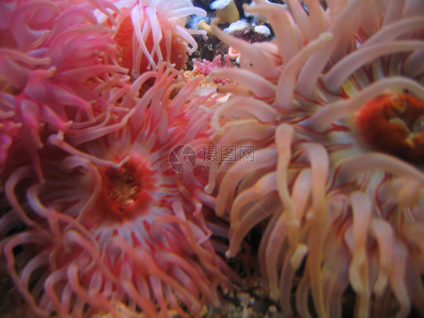 水族馆白色鳗鱼螃蟹红色展示玻璃鲈鱼蓝色游泳反射图片