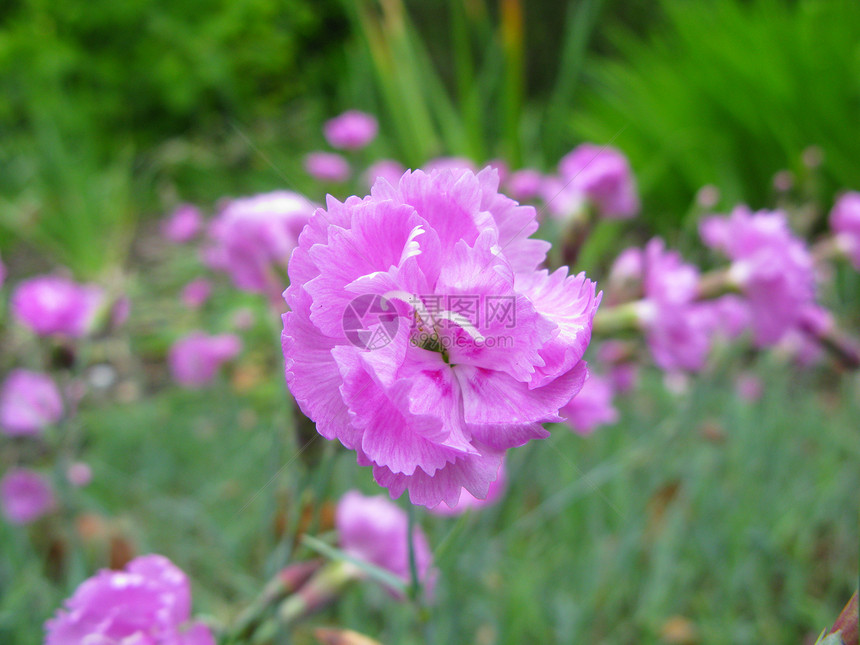 地表图雄蕊花园树叶植物粉色花瓣图片