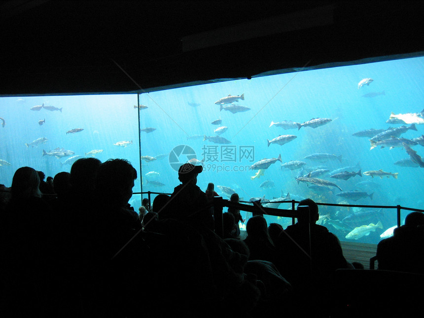 水族馆白色红色展示玻璃螃蟹鳗鱼游泳反射鲈鱼蓝色图片