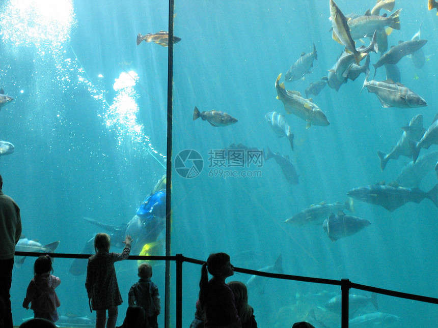 水族馆玻璃白色鳗鱼鲈鱼游泳展示蓝色螃蟹红色反射图片