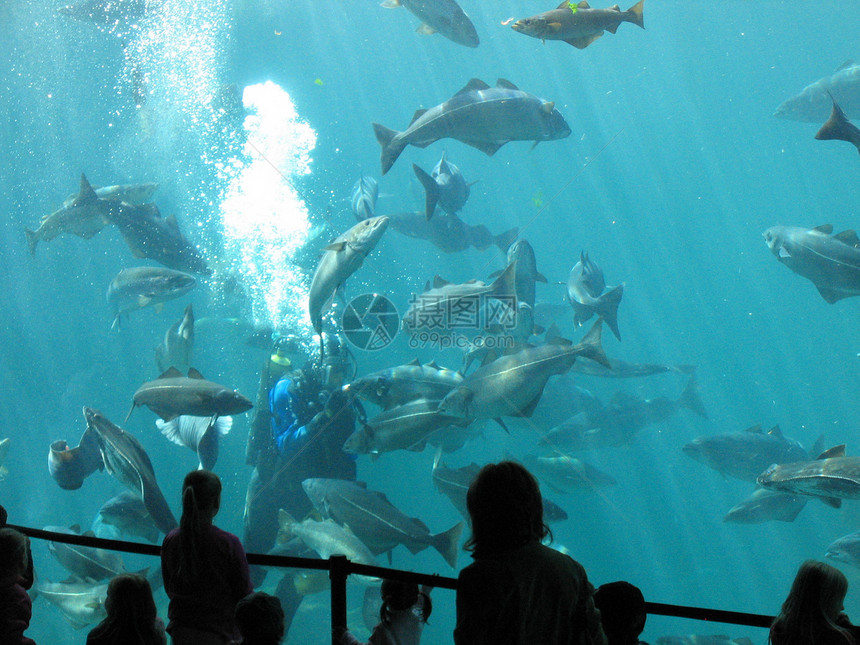 水族馆红色反射展示白色鳗鱼鲈鱼蓝色螃蟹玻璃游泳图片