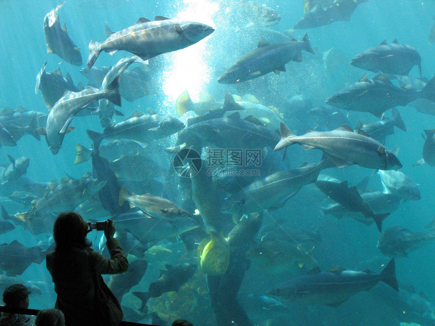 水族馆鳗鱼螃蟹玻璃鲈鱼白色展示蓝色游泳红色反射图片