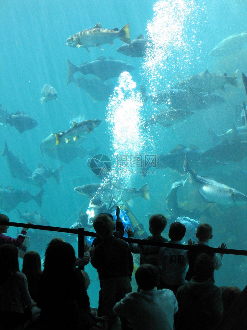 水族馆剪影反射白色孩子玻璃红色展示潜水游泳食物图片