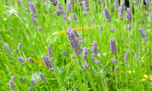 淡紫背景紫色草本植物植物树叶背景图片