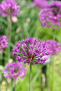 花植物花园洋葱紫色背景图片
