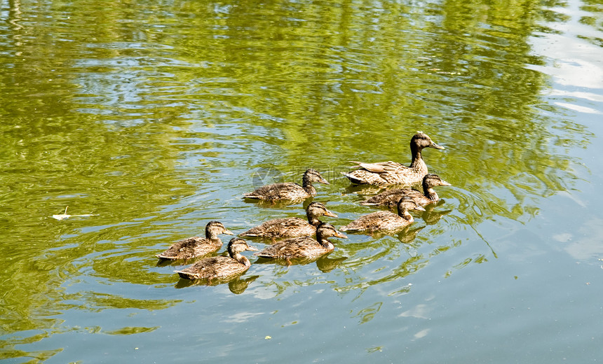 鸭子荒野母亲野生动物婴儿父母动物游泳公园领导者鸟类图片