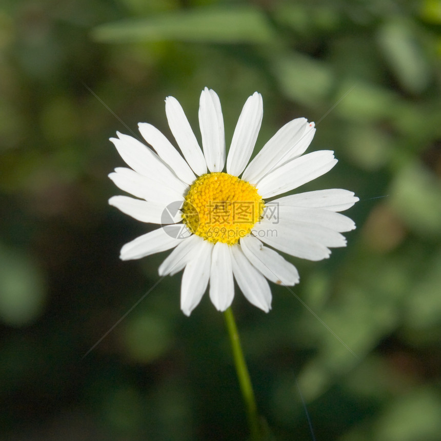 分子脆弱性草地植物群场地草本白色植物叶子花瓣季节图片