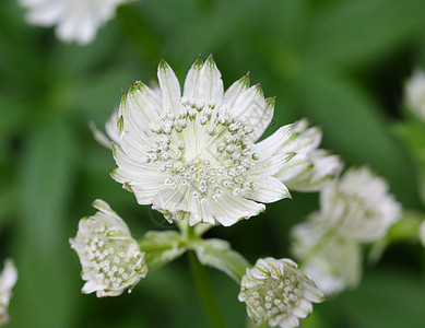 亚马士坦提亚灌木白色绿色树叶植物花瓣高清图片