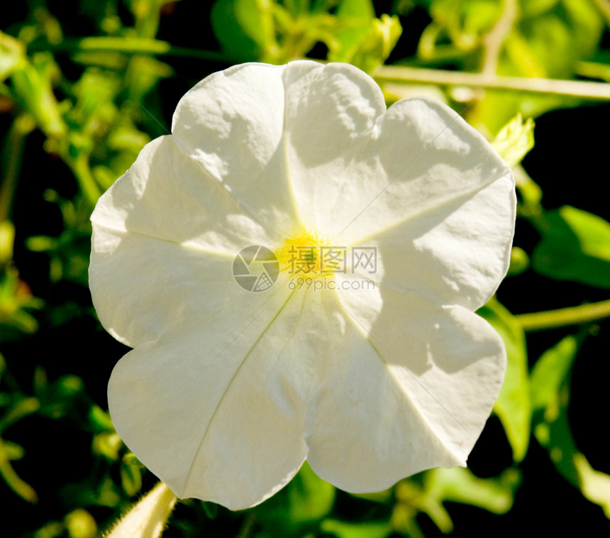 白花花草地白色生活季节绿色太阳植物学生长植物黄色图片