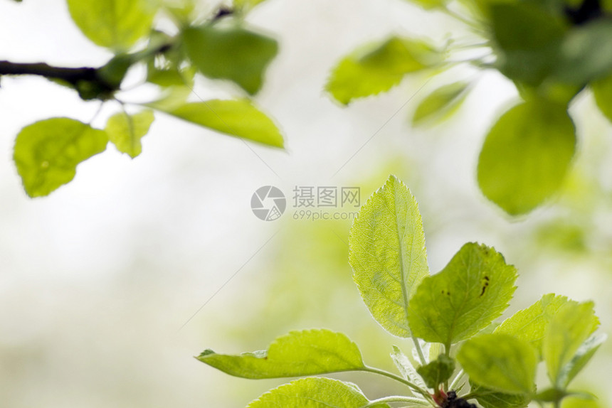 绿叶 浅焦点叶子树木森林绿色树叶植物生长环境分支机构植物学图片