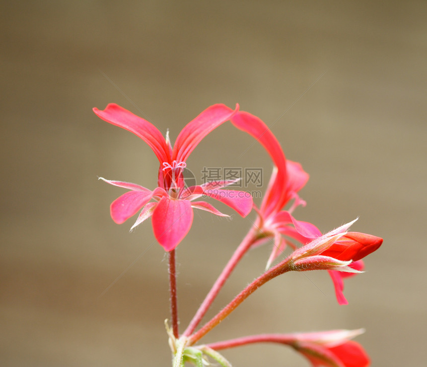 天竺葵花瓣植物花园红色雄蕊图片