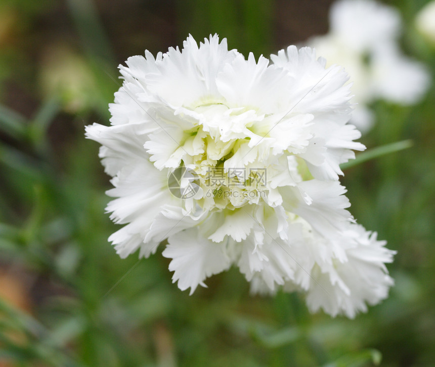 白花园花瓣白色植物图片