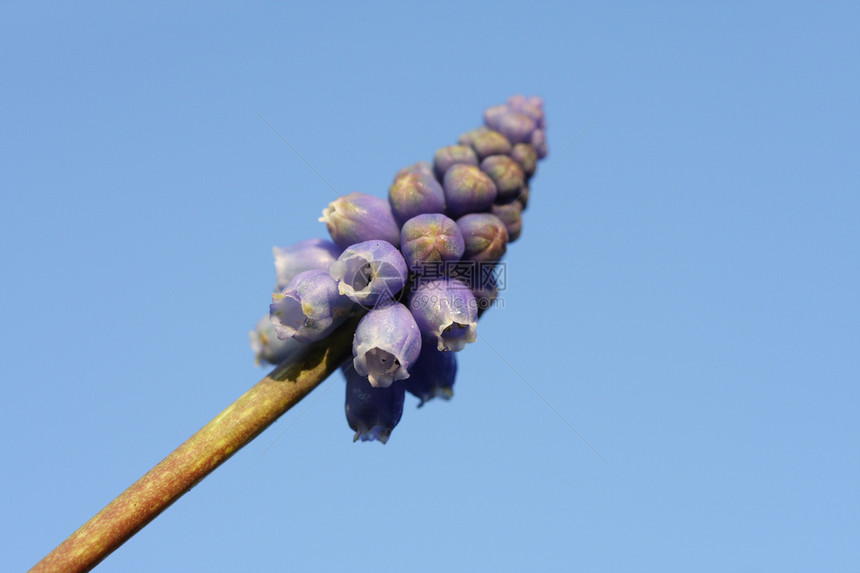 青壮植物花园灯泡蓝色季节性图片