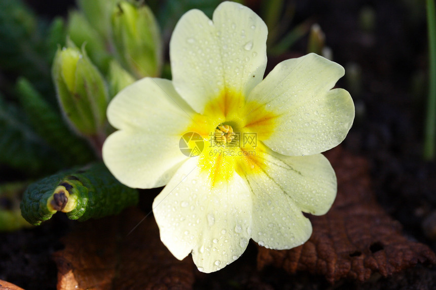 长花园季节季节性天鹅绒植物黄色花瓣图片