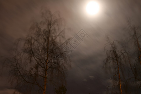 深夜天空树木背景图片