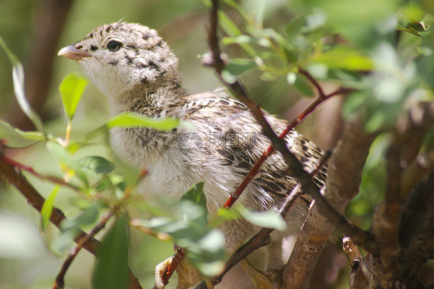 Ptarmigan 女D图片