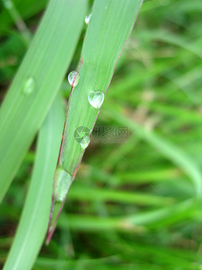 露珠草皮生长植物地面后院场地刀片土壤草地发芽图片