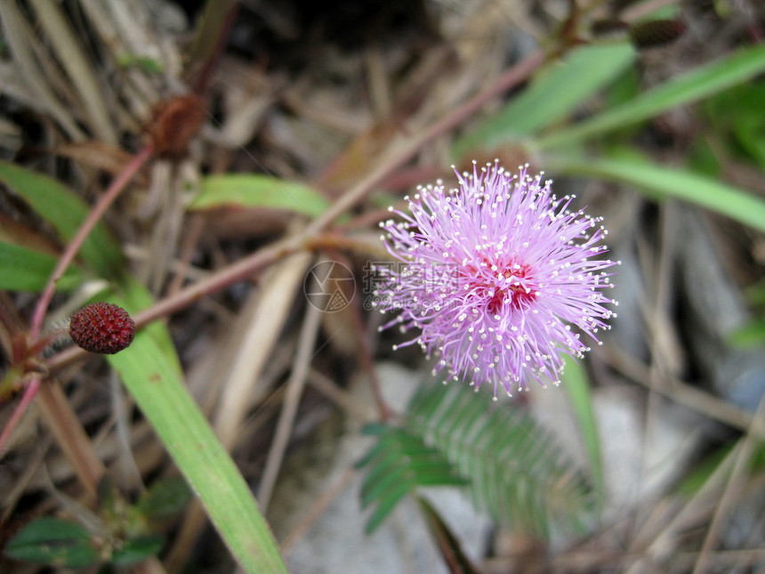 mimosa 千兆米草皮地面花园绿色场地土壤刀片生长草地后院图片