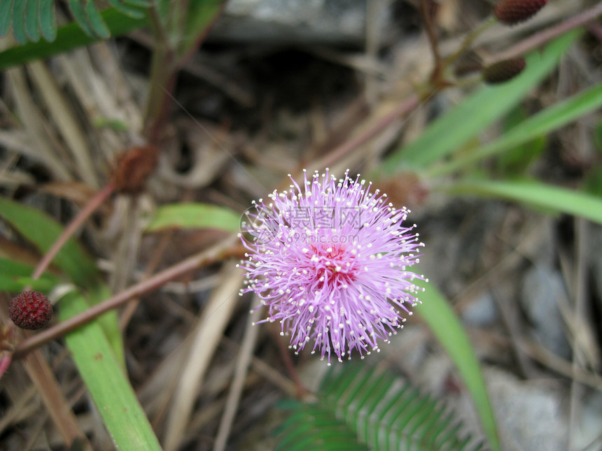 mimosa 千兆米草皮植物学场地草地生长刀片土壤植物粉色花园图片