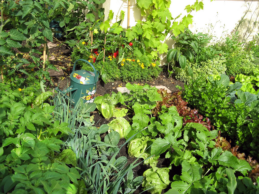 拨款分配额植物食物蔬菜菜园菜地青菜种植园生命花园园艺图片