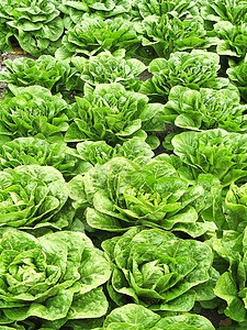 拨款分配额食物菜园菜地种植园植物园艺花园生命青菜蔬菜背景图片