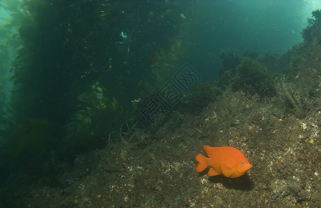 卡隆堡加里波迪在卡塔利娜的一个珊瑚礁上背景