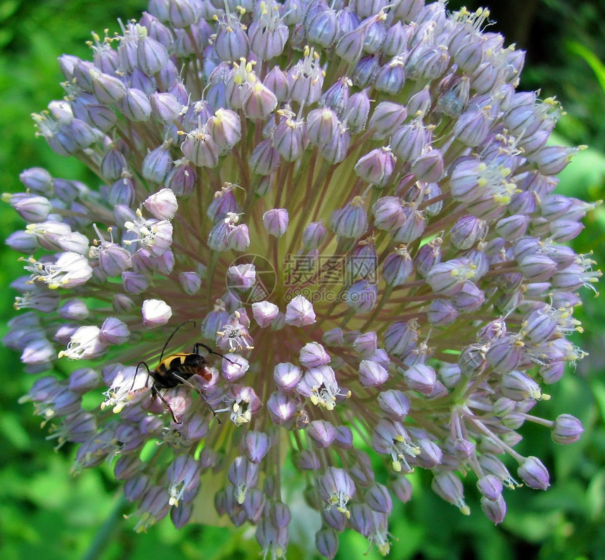 花朵上的蜜蜂白色绿色花瓣黄色昆虫圆形紫色黑色图片