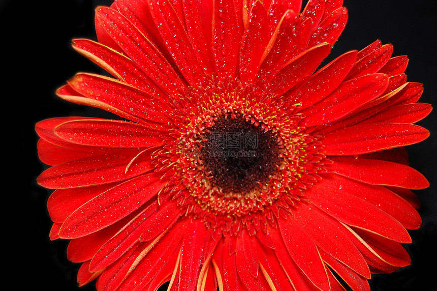 红斑疹花园红色叶子花瓣花束活力植物水滴礼物宏观图片