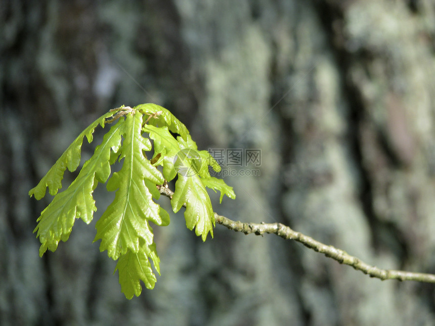 橡树分支叶子季节天空蓝色森林绿色植物图片