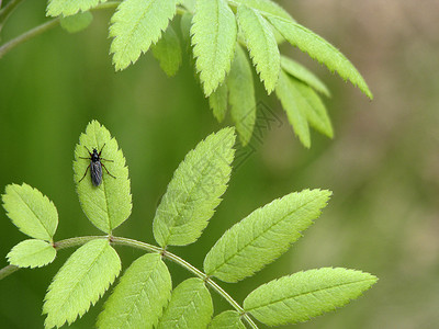 树叶上的甲虫叶子季节昆虫植物森林绿色生长背景图片
