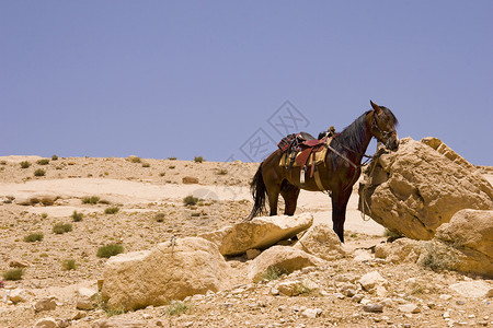 沙漠马站着不动高清图片