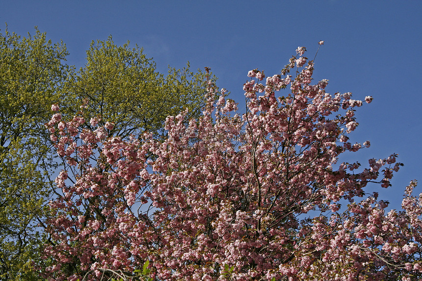 春天的日本樱桃树粉色蓝天图片