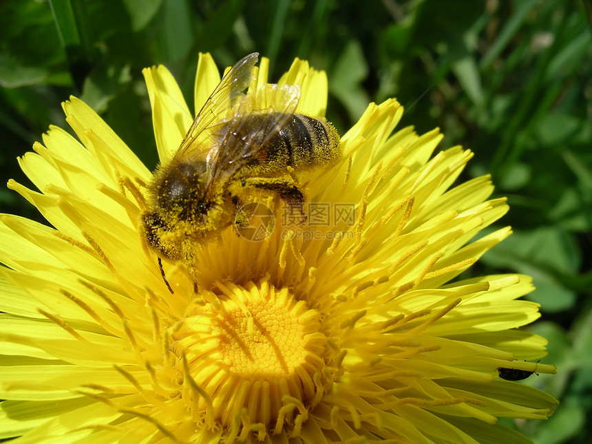 蜜蜂植物群宏观草地植物学环境花蜜昆虫生态动物学昆虫学图片