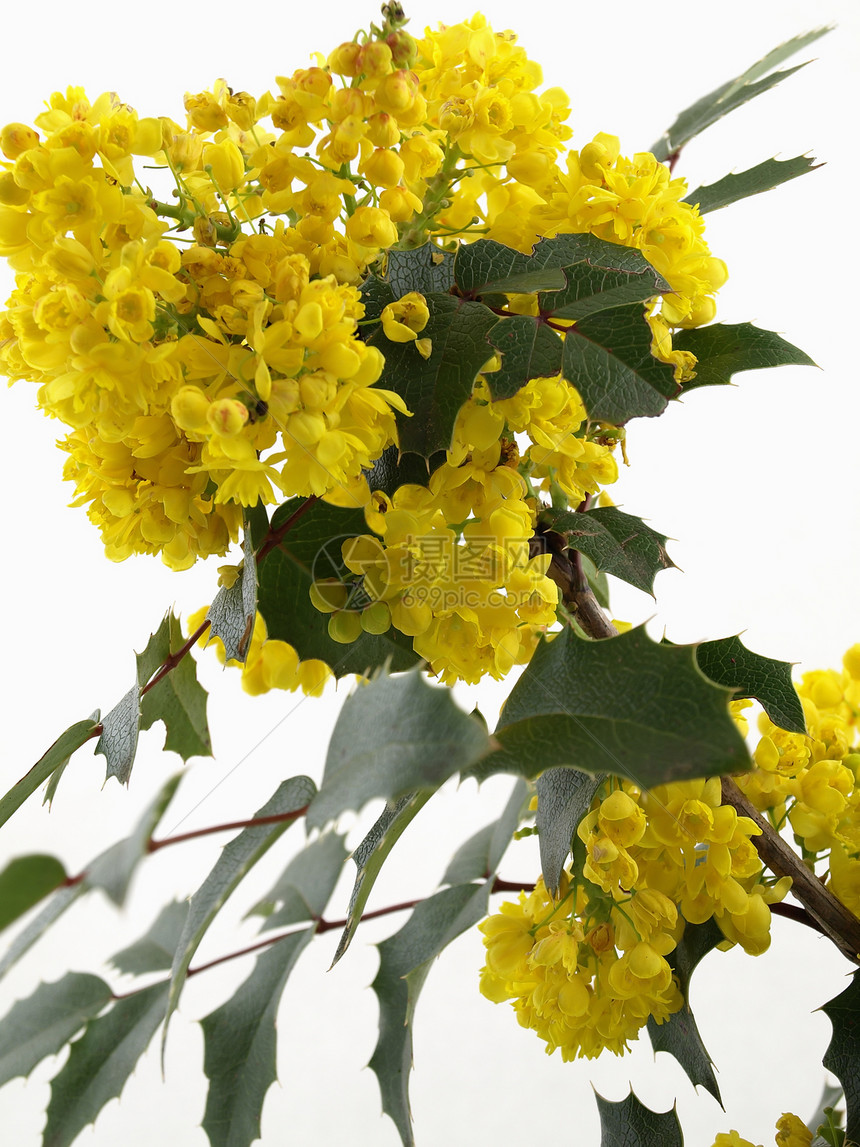 Mahonia 闪光图片