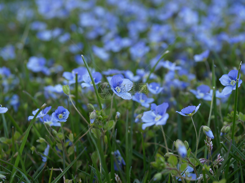 忘记我地面植物花朵花园杂草场地园艺荒野草地绿色图片