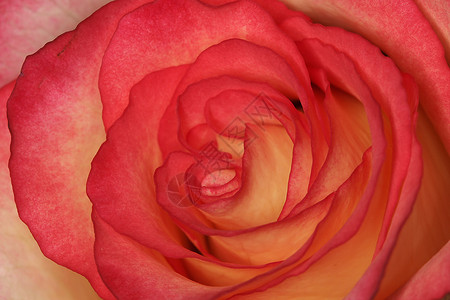 暴击细节罗莎 罗丝详细园林花卉宏观红色录取腐烂玫瑰蓝细节玫瑰花朵背景