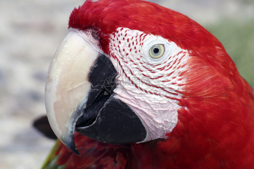 红墨镜热带羽毛濒危动物园宠物翅膀飞行情调红色荒野图片