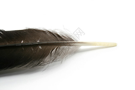 羽羽毛翅膀白色鹅毛笔背景图片