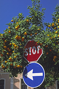 的橙树意大利人橘子树木交通报路标盘子水果高清图片