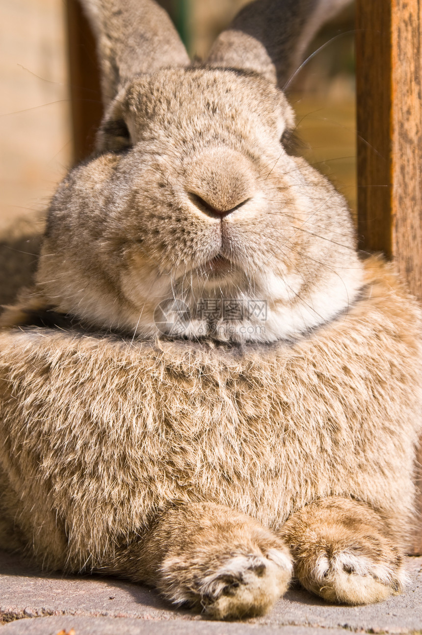 兔子兔哺乳动物白色荒野毛皮棕色宠物季节动物图片
