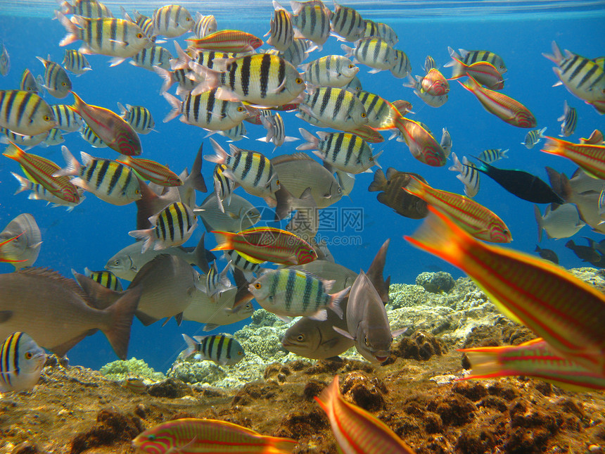 热带热带鱼类浮潜潜水珊瑚情调海洋游泳异国假期图片