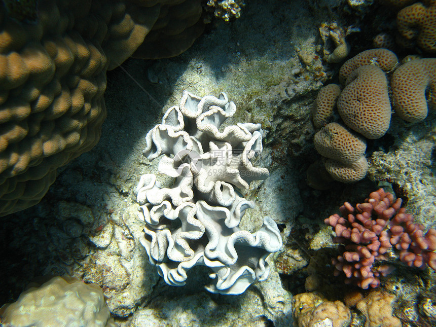 白珊瑚情调游泳浮潜异国潜水假期热带珊瑚海洋图片