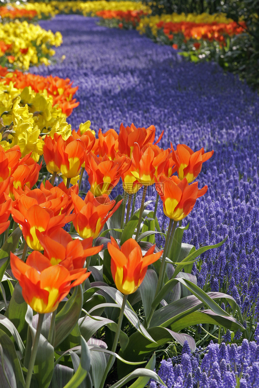 Tulipa “ 世界传奇 ” 达尔文- Hybrid- 纸浆图片