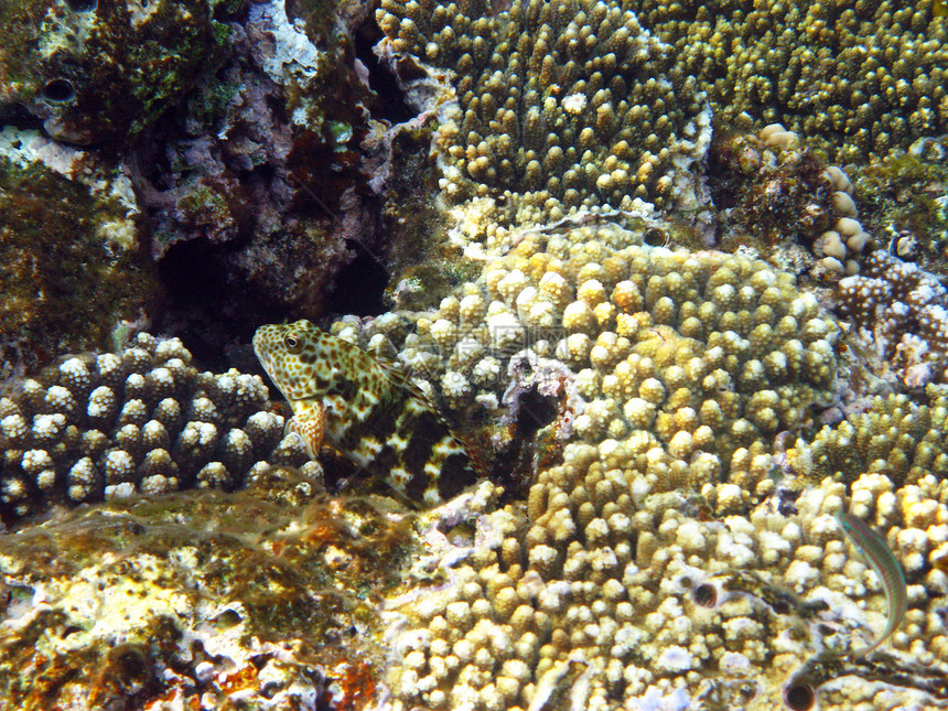 可怕的鱼浮潜热带异国珊瑚情调潜水游泳假期海洋图片
