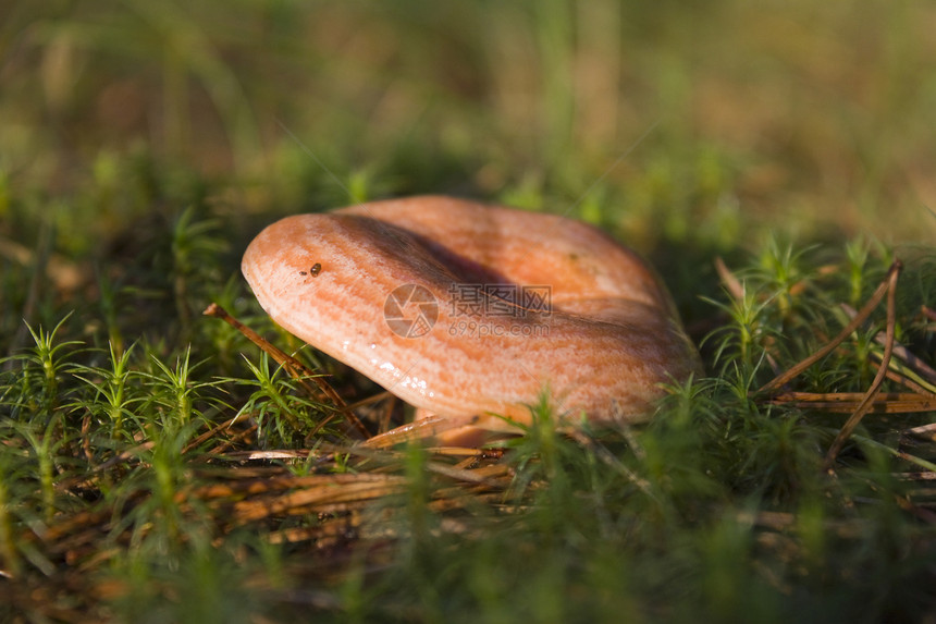 蘑菇美味木头食物乳菇图片