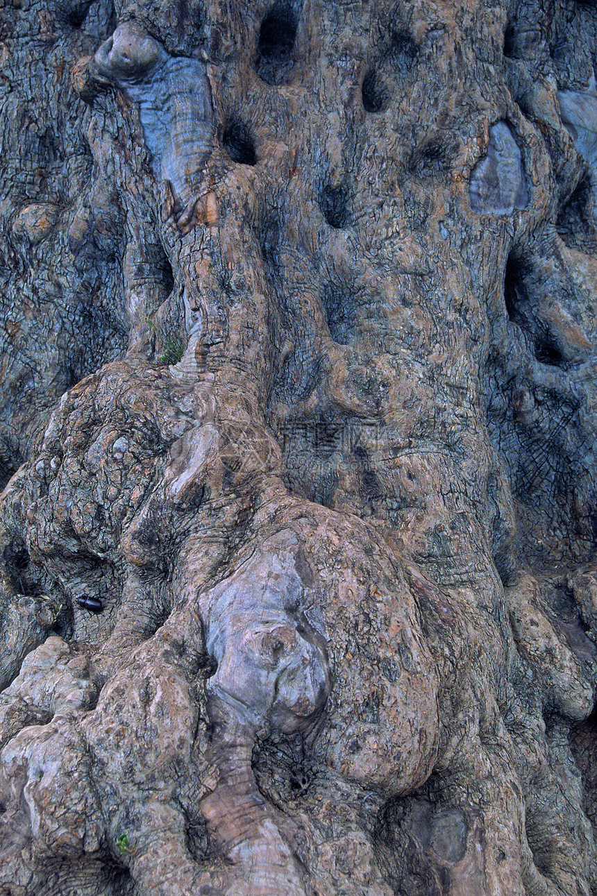 欧洲奥莱亚 橄榄树 厄尔巴姆图片
