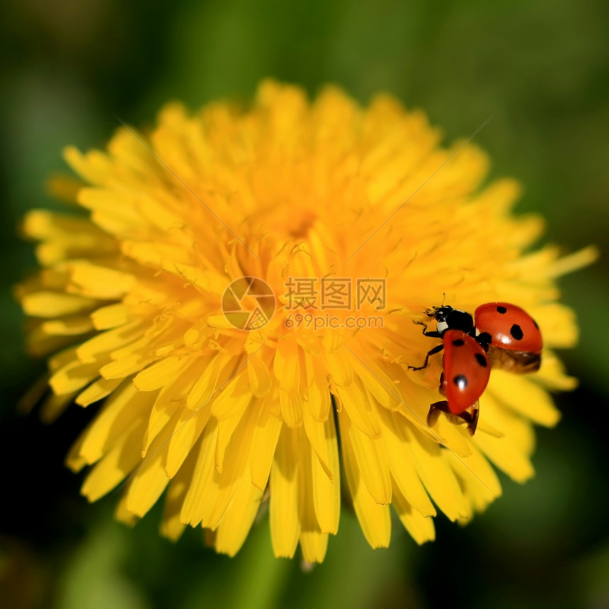 黄花上的Ladybug雏菊翅膀植物学生态植物漏洞天空宏观昆虫学昆虫图片