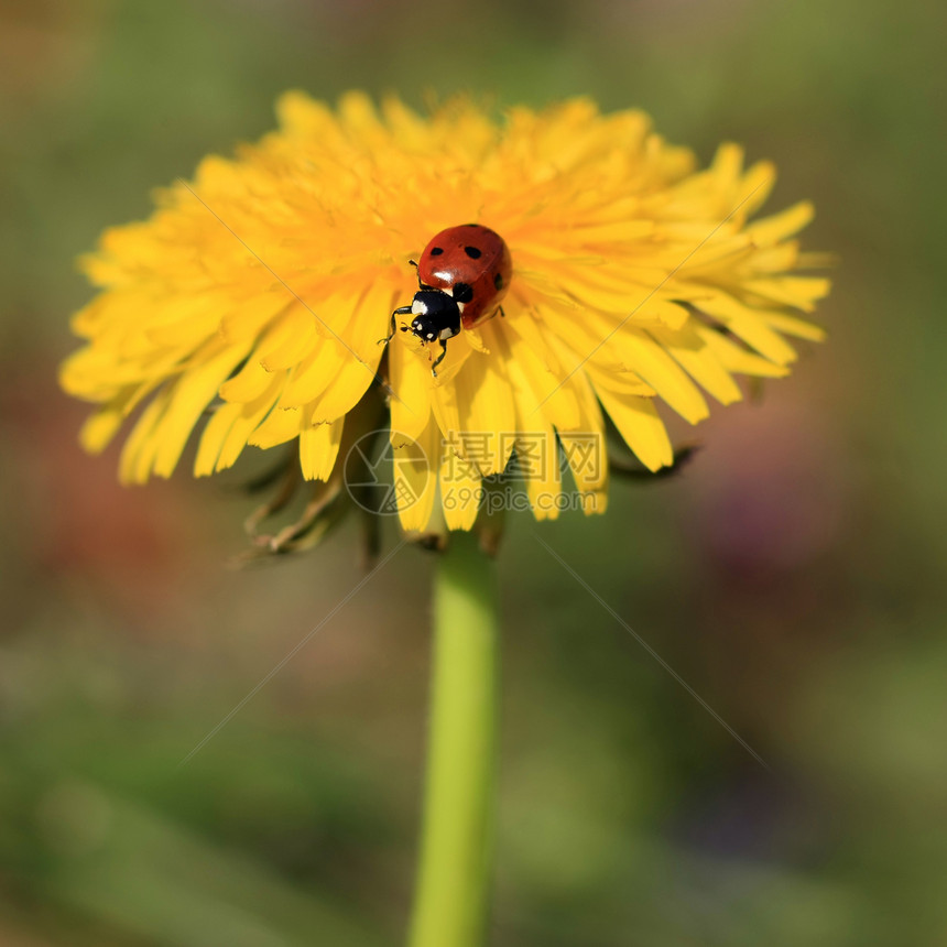 黄花上的Ladybug宏观眼睛植物学雏菊蓝色环境花瓣动物植物天线图片