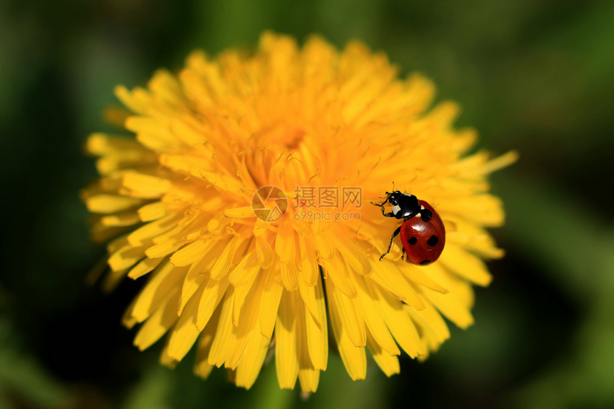 黄花上的Ladybug动物学树叶草地昆虫学生态宏观甲虫天线植物天空图片